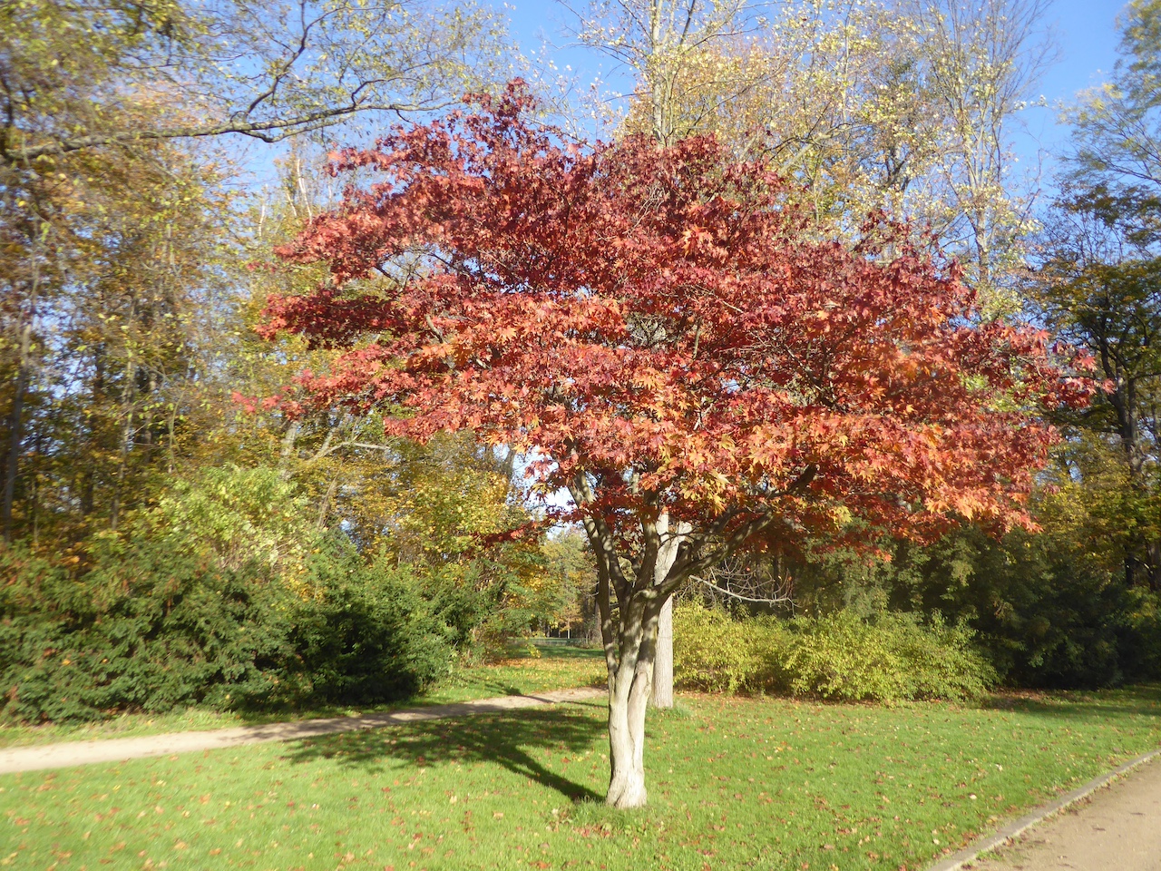 Acer palmatum 'Osakazuki' - Dresden - Dezember 2022