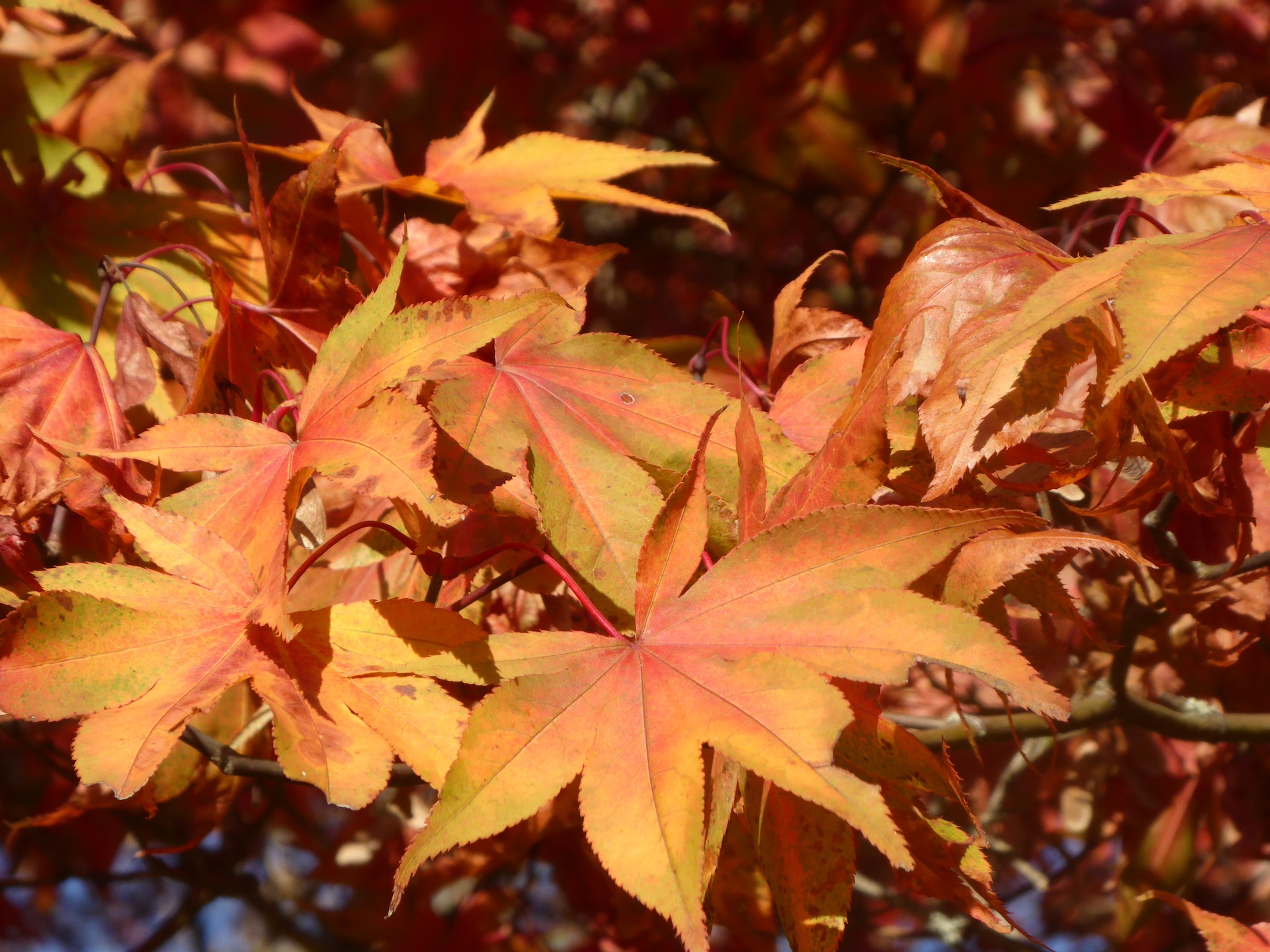 Acer palmatum 'Osakazuki' - Dresden - Dezember 2022
