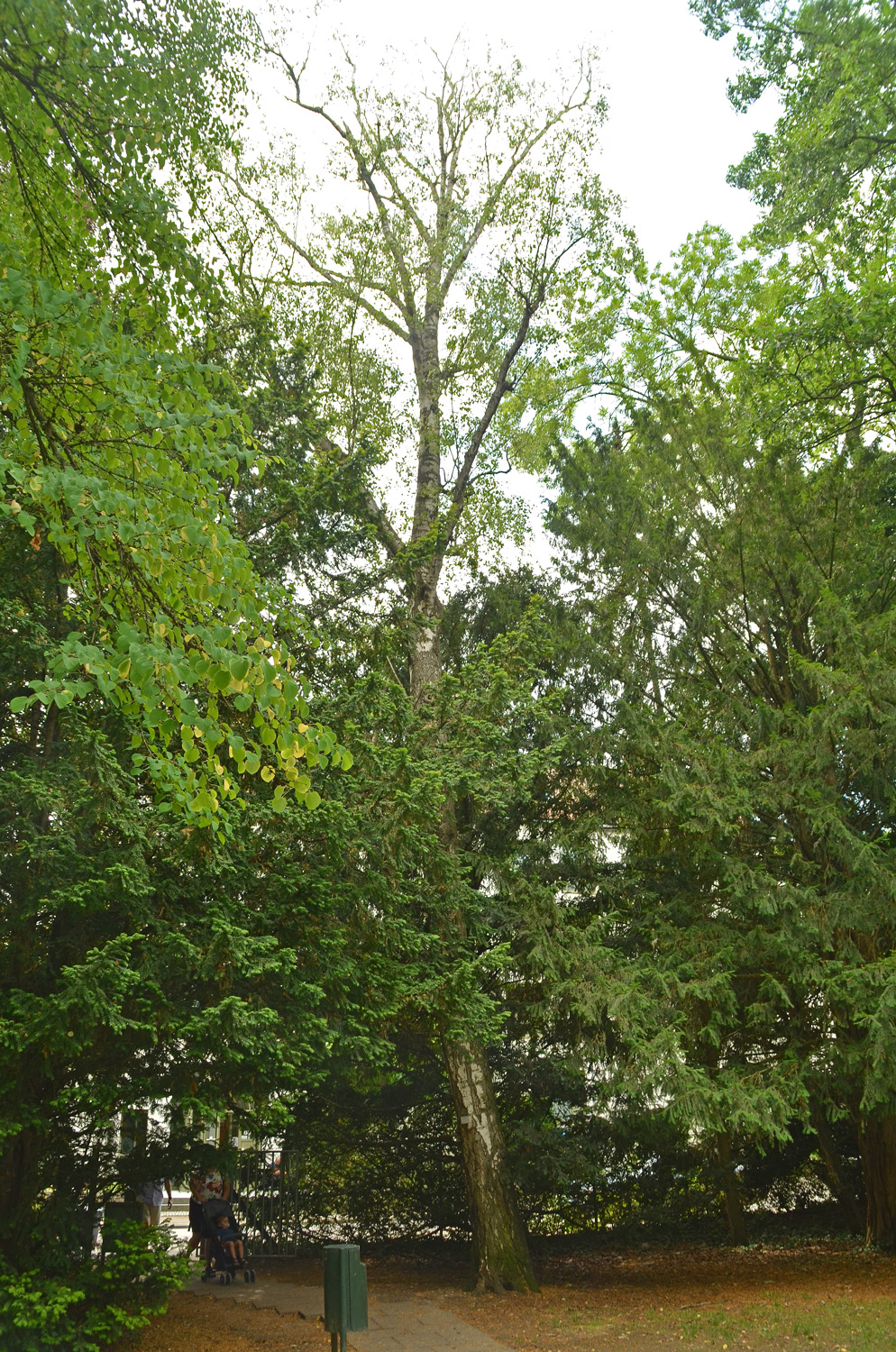 Betula pendula - Stuttgart-Hohenheim - Juli 2023