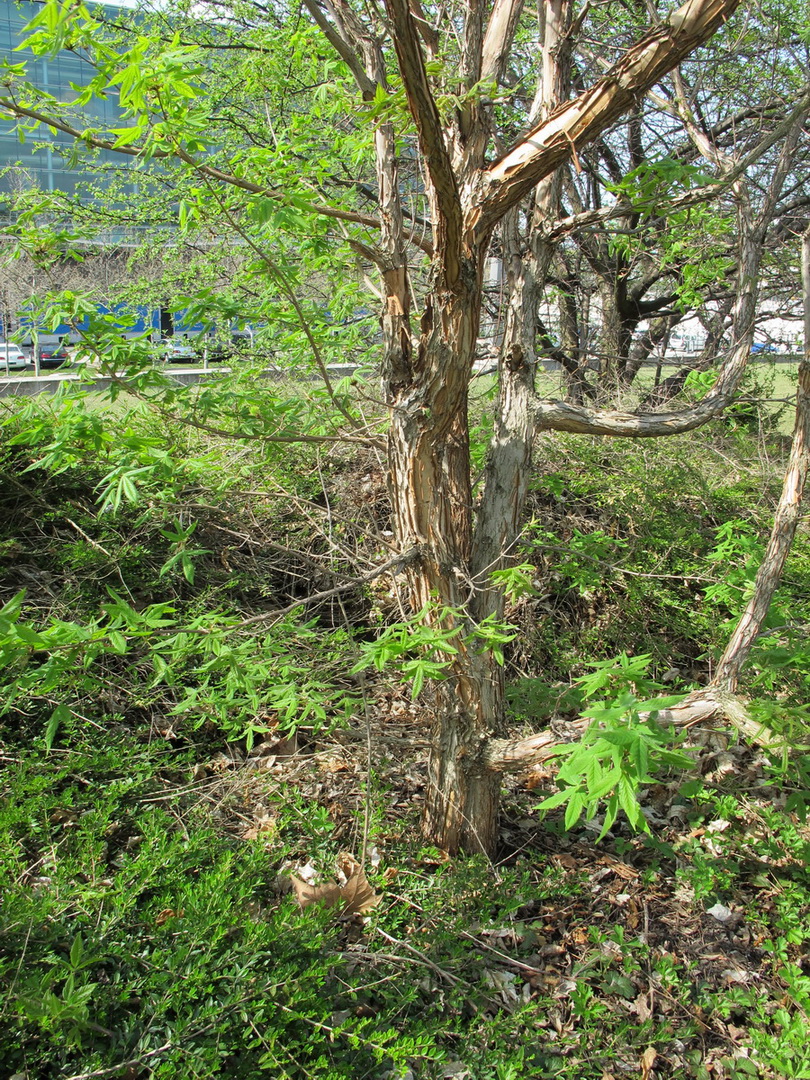 Acer triflorum - Dresden - April 2013