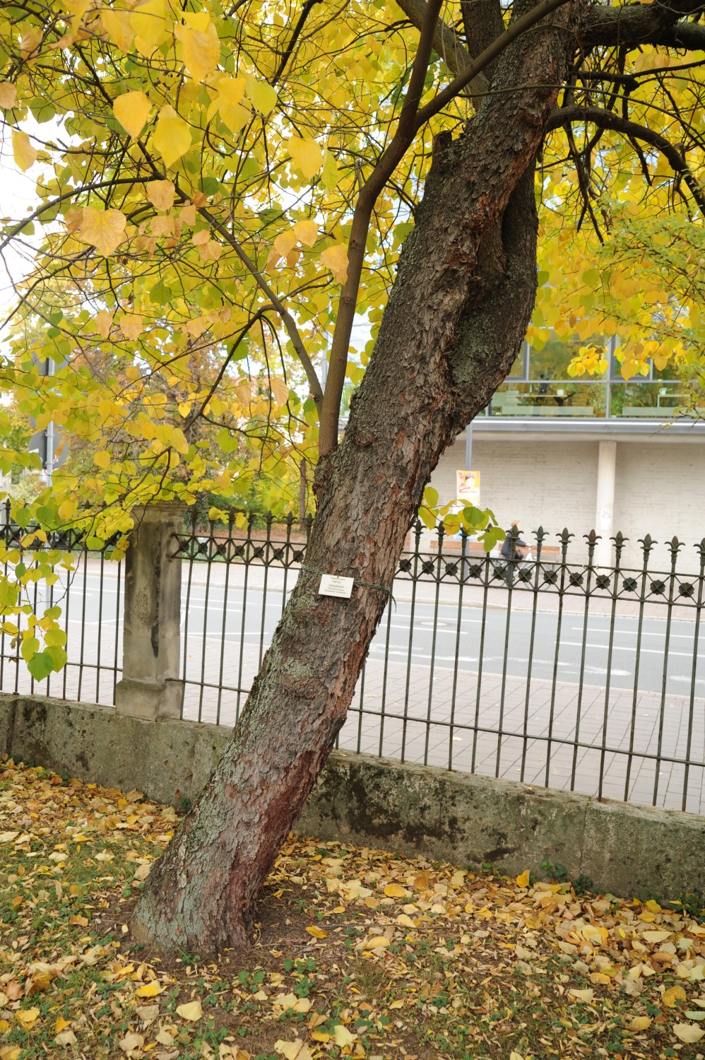 Cercis canadensis - Botanischer Garten Jena - 2012