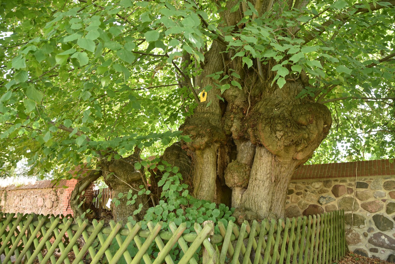 Tilia platyphyllos - Seebeck - 2019