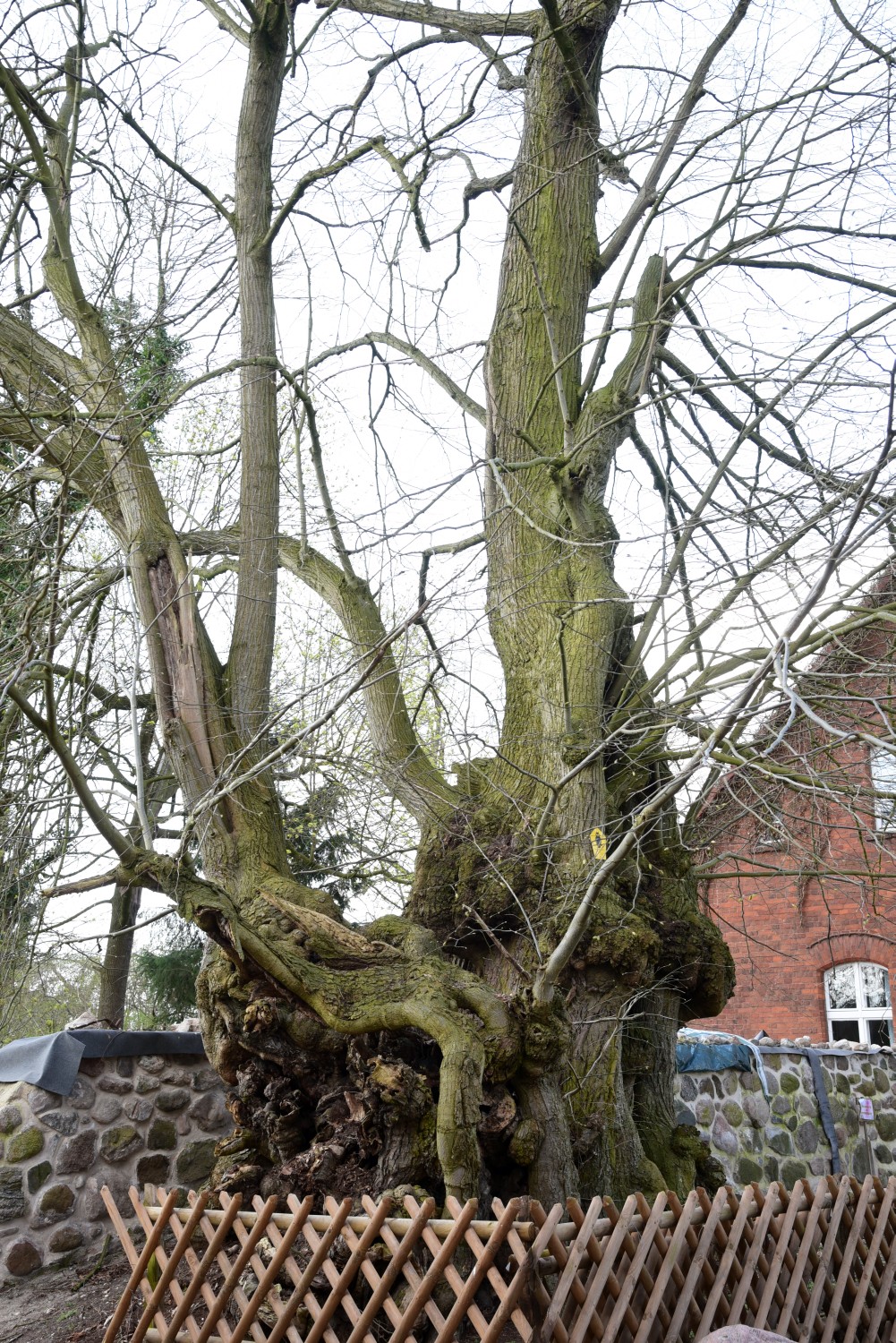 Tilia platyphyllos - Seebeck - 2016
