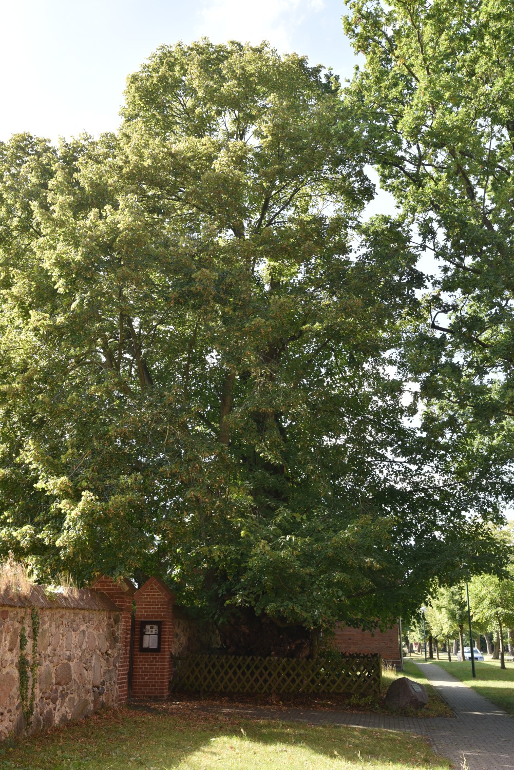 Tilia platyphyllos - Seebeck - 2019