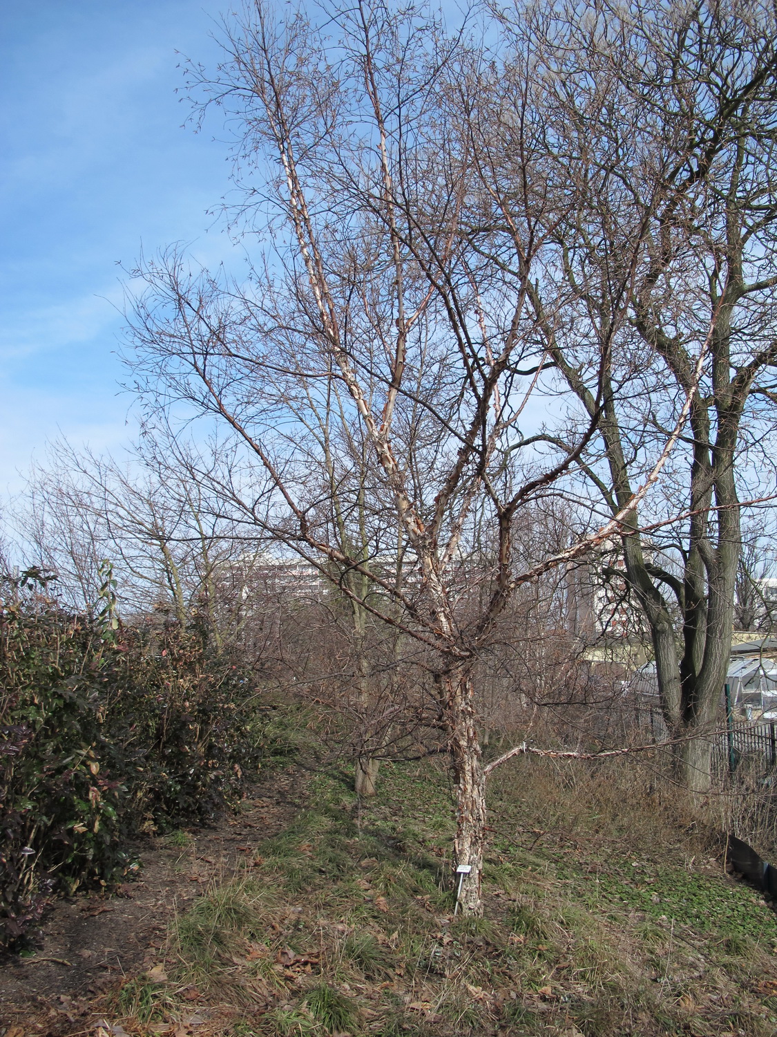 Betula costata - Dresden Botanischer Garten - März 2013