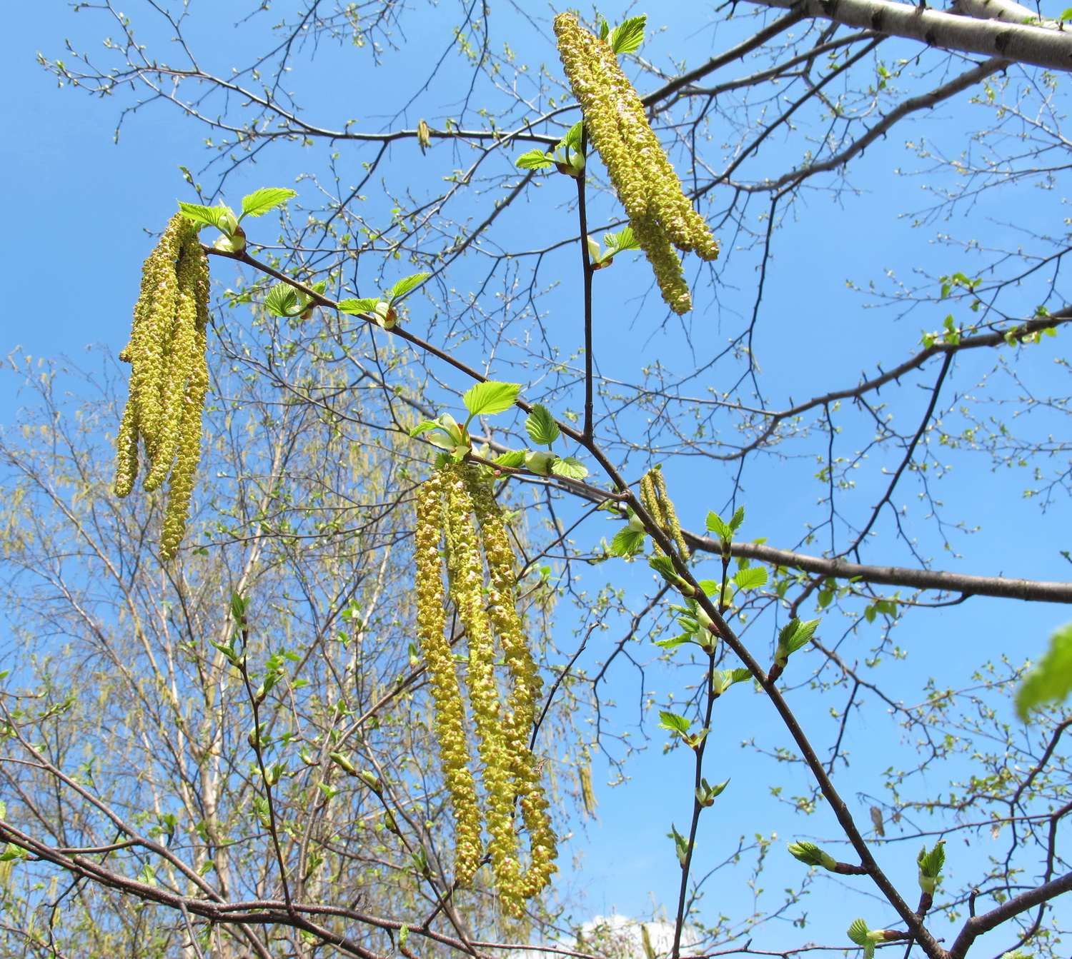 Betula maximowicziana - Dresden Botanischer Garten - April 2013