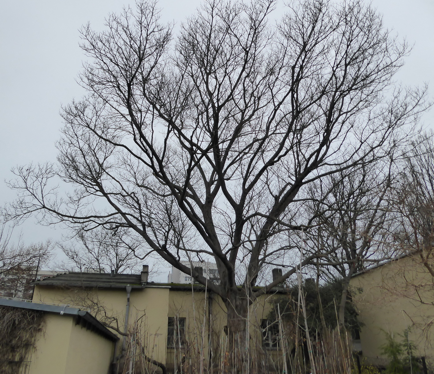 Broussonetia papyrifera - Dresden Botanischer Garten - Januar 2023