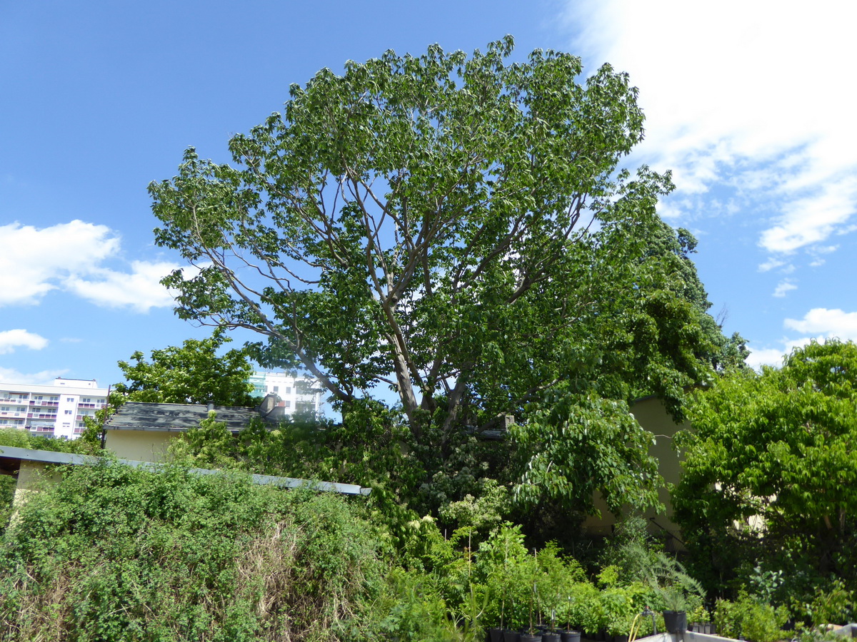 Broussonetia papyrifera - Dresden - Juni 2015