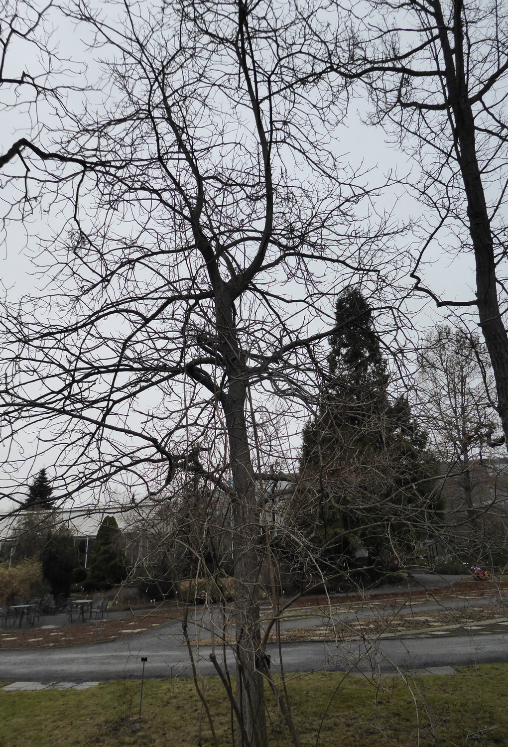 Carya laciniosa - Dresden Botanischer Garten - Februar 2023