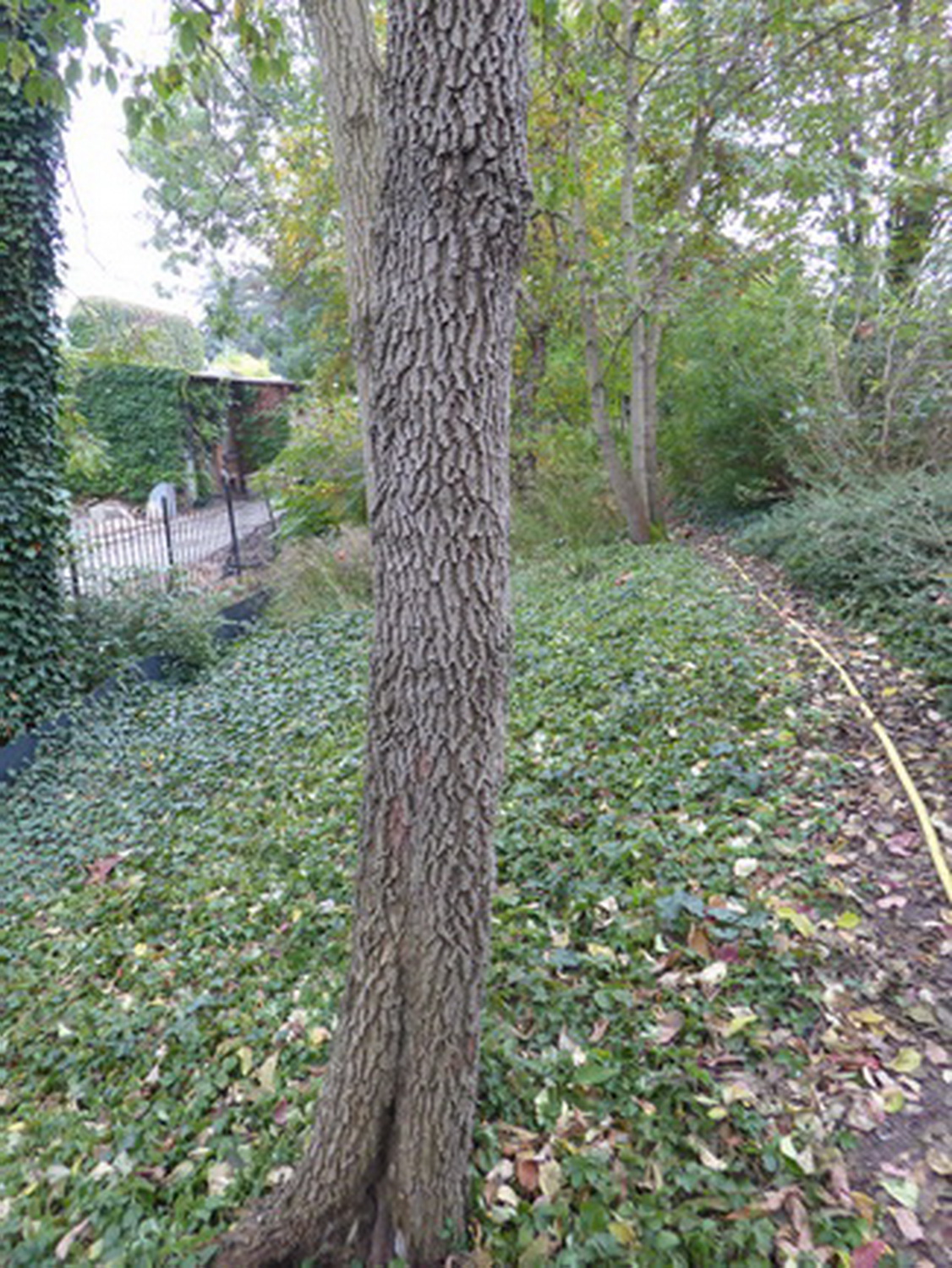 Cornus walteri - Dresden Botanischer Garten - Oktober 2021