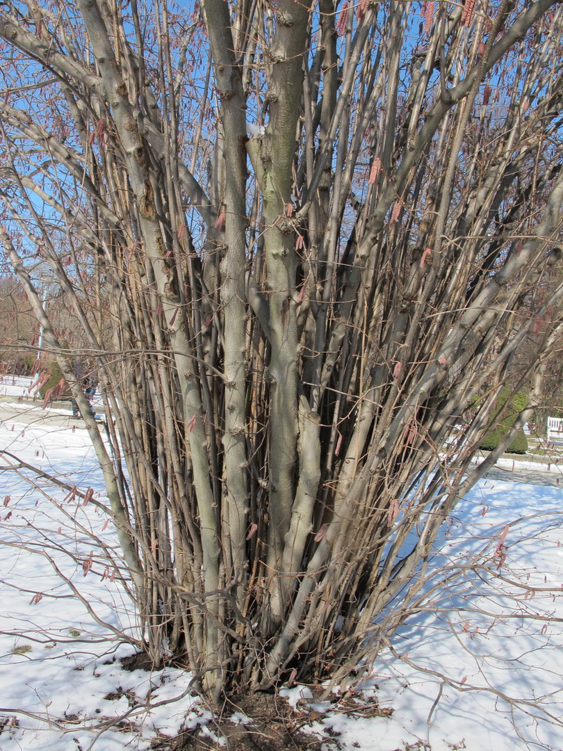 Corylus maxima 'Purpurea' - Dresden - März 2013