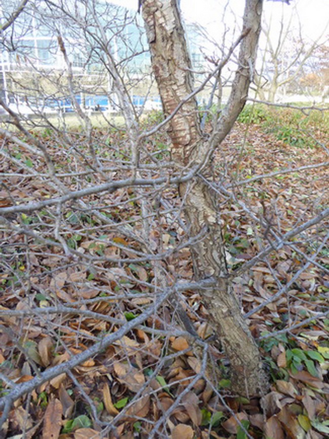 Crataegus azarolus - Dresden Botanischer Garten November 2016