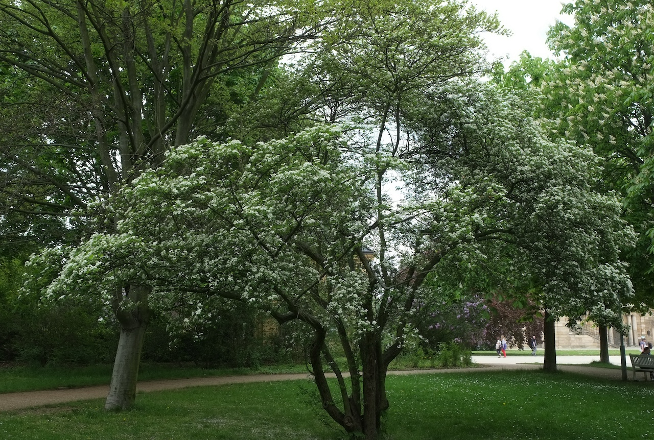 Crataegus laevigata - Dresden - 2014