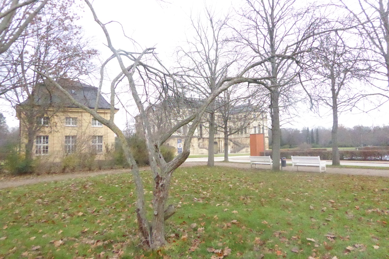 Crataegus laevigata - Dresden - Dezember 2022