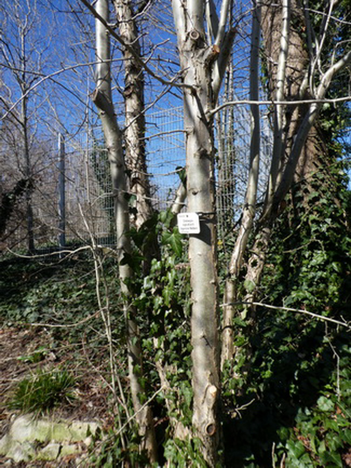 Crataegus nigra - Dresden Botanischer Garten - April 2018