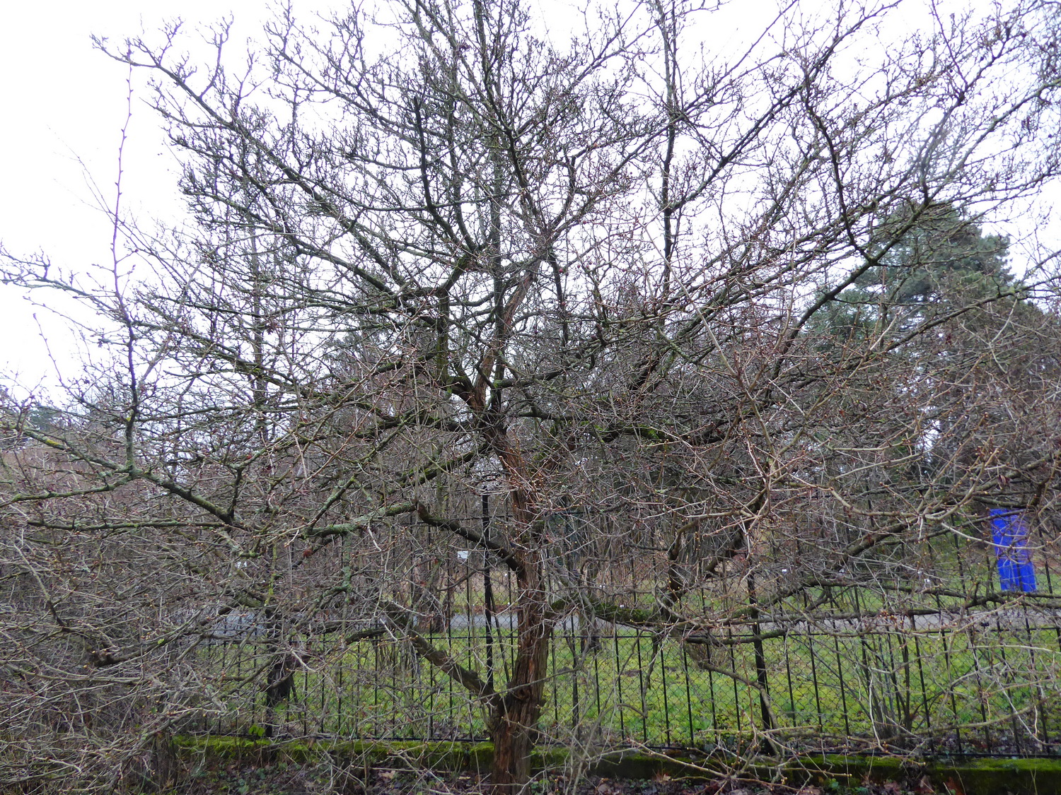 Crataegus pinnatifida - Dresden Botanischer Garten - Februar 2023