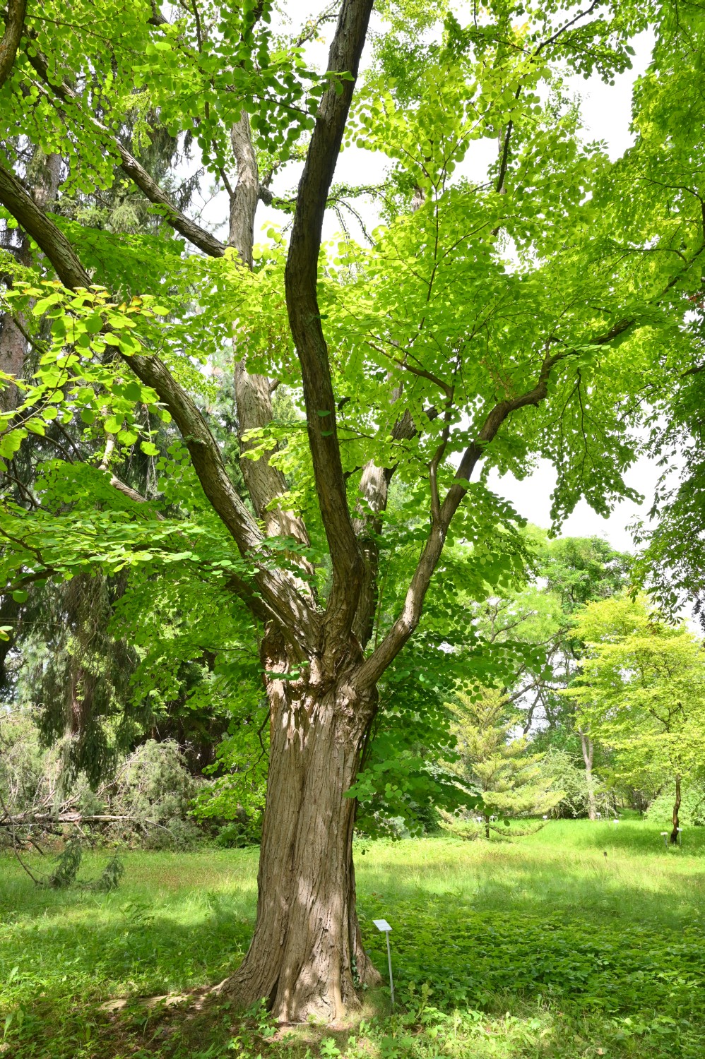 Cercidiphyllum japonicum - Berlin, Späth-Arboretum - 2022
