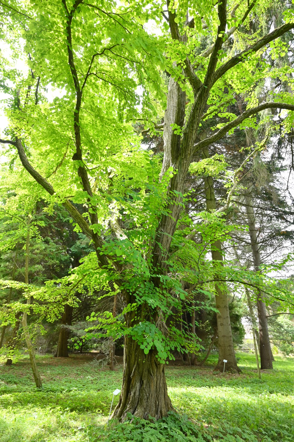 Cercidiphyllum japonicum - Berlin, Späth-Arboretum - 2022