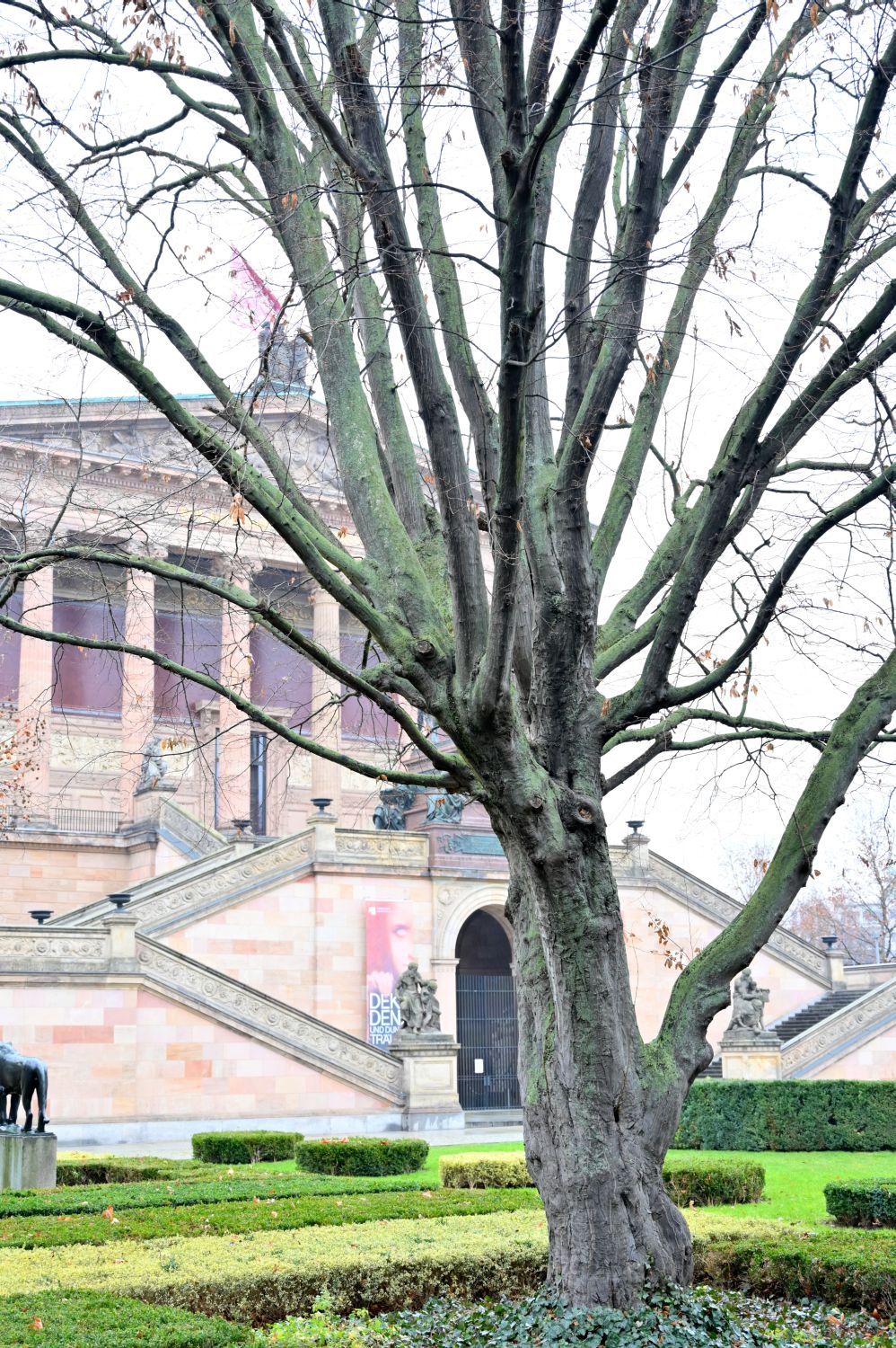 Carpinus betulus - Berlin, Alte Nationalgalerie - 2021