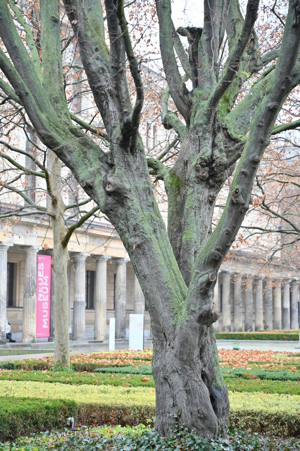 Carpinus betulus - Berlin, Alte Nationalgalerie - 2021
