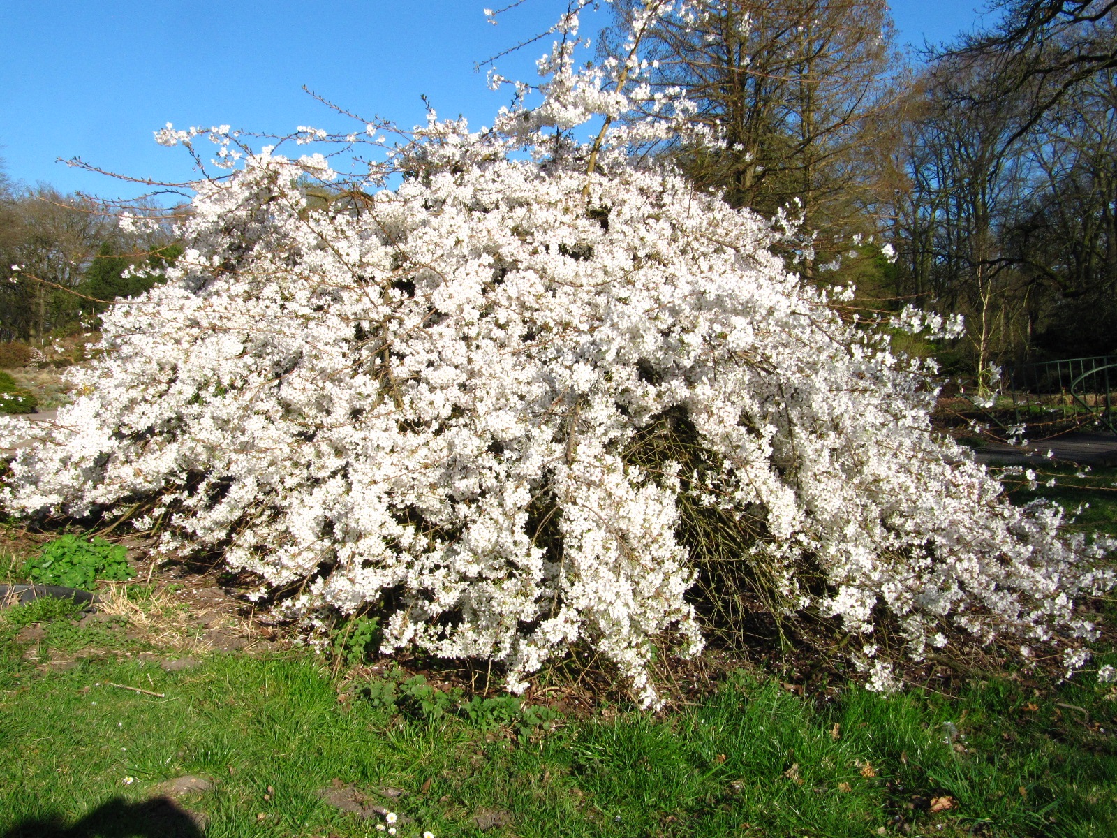 Prunus × subhirtella 'Pendula' - Bremen, Botanischer Garten - März 2025