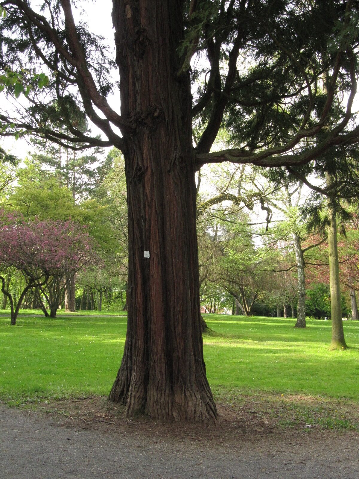 Calocedrus decurrens - Bad Godesberg - April 2023