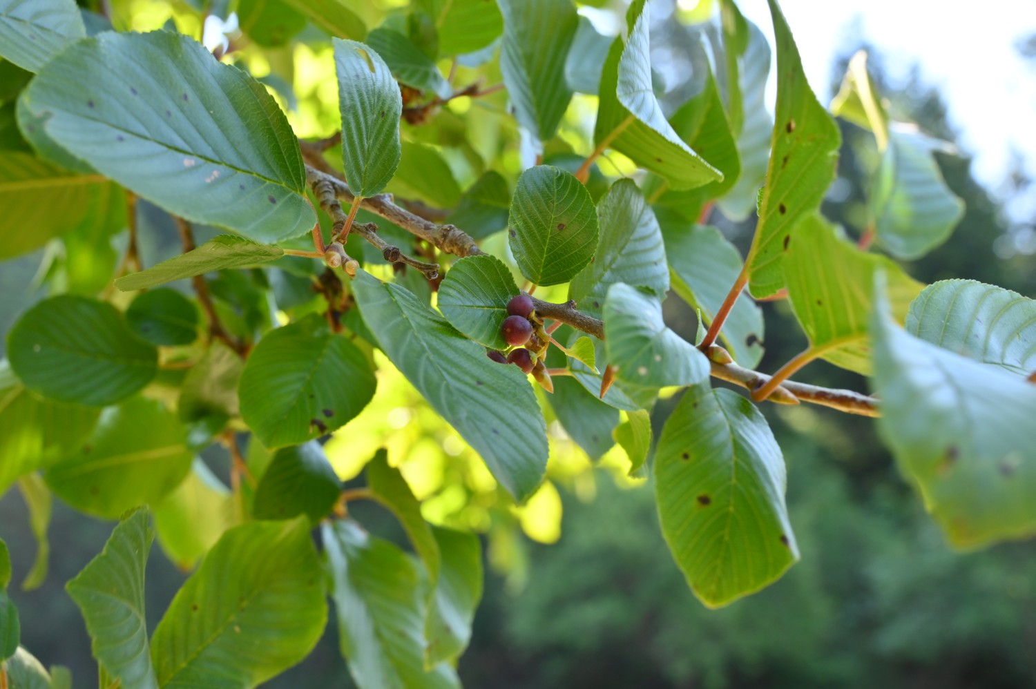 Rhamnus alpina - Oberhof, Rennsteigarten - 2022