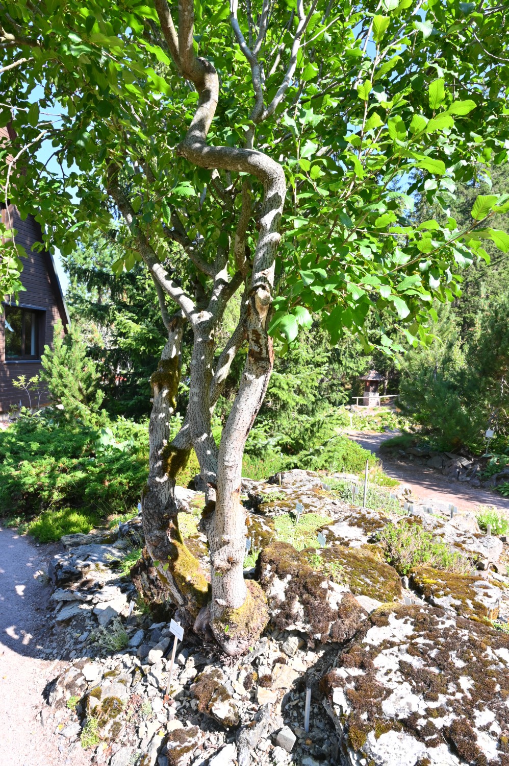 Rhamnus alpina - Oberhof, Rennsteigarten - 2022