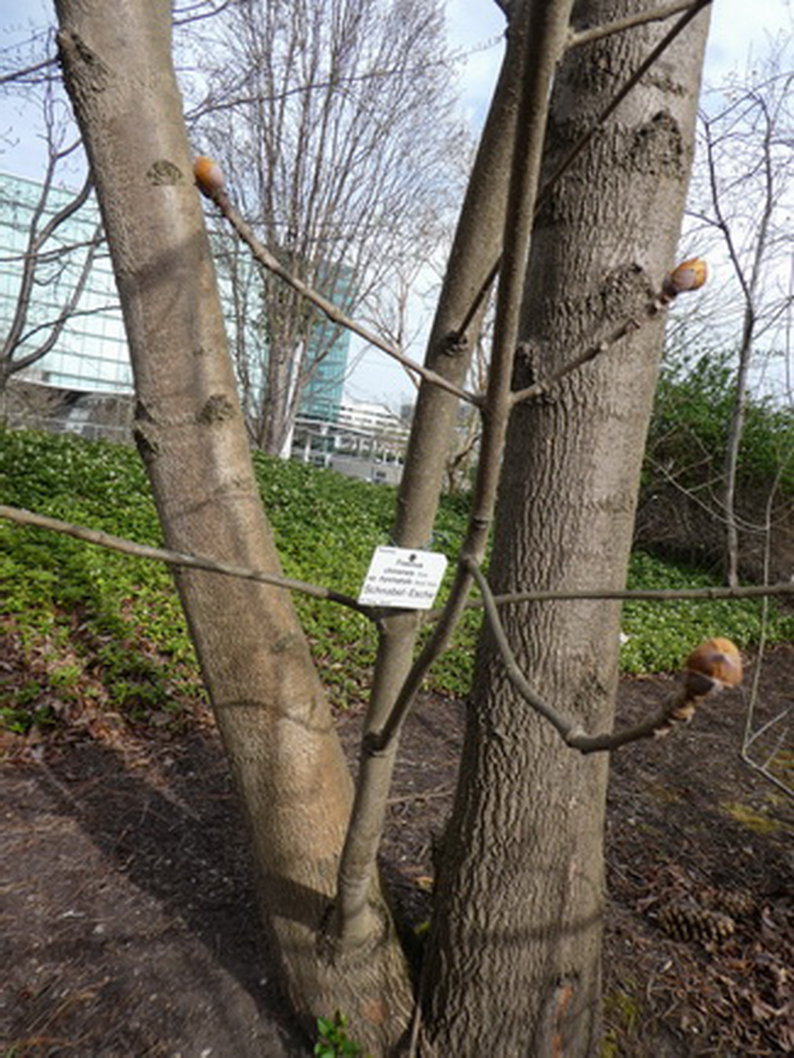 Fraxinus chinensis subsp. rhynchophylla - Dresden Botanischer Garten - April 2018