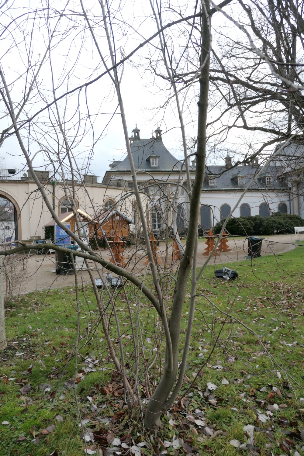 Euonymus latifolius - Dresden-Pillnitz - Dezember 2012