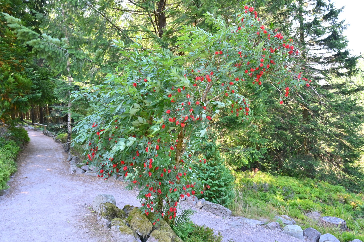 Sambucus racemosa - Oberhof, Rennsteigarten - 2022