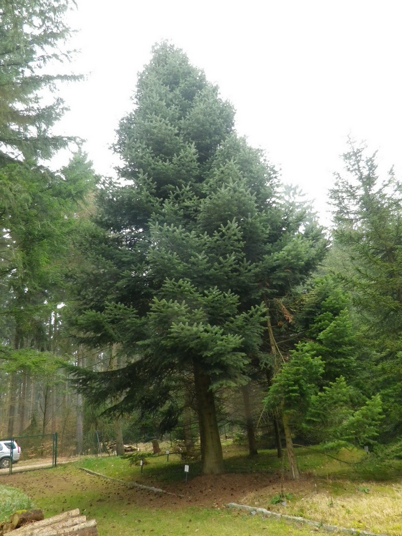 Abies holophylla - Augustusburg - März 2014