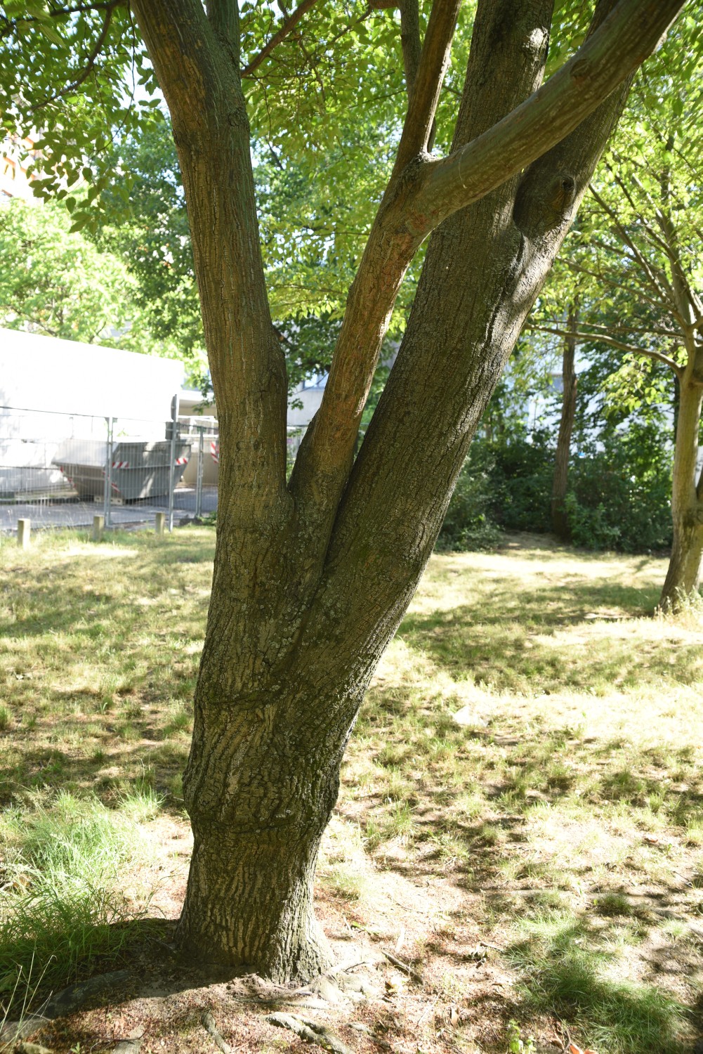 Acer davidii subsp. davidii - Berlin Kreuzberg - 2019
