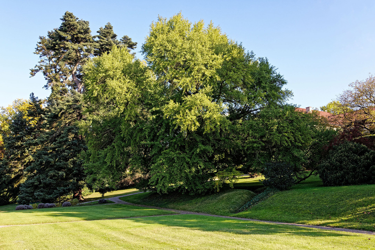 Ginkgo biloba - Castell, Schlosspark - 2021