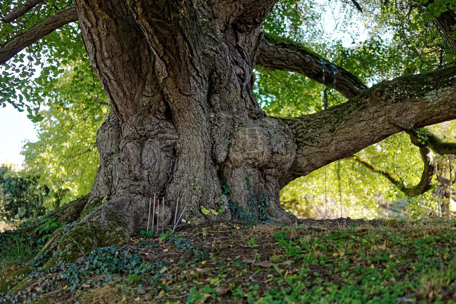 Ginkgo biloba - Castell, Schlosspark - 2021