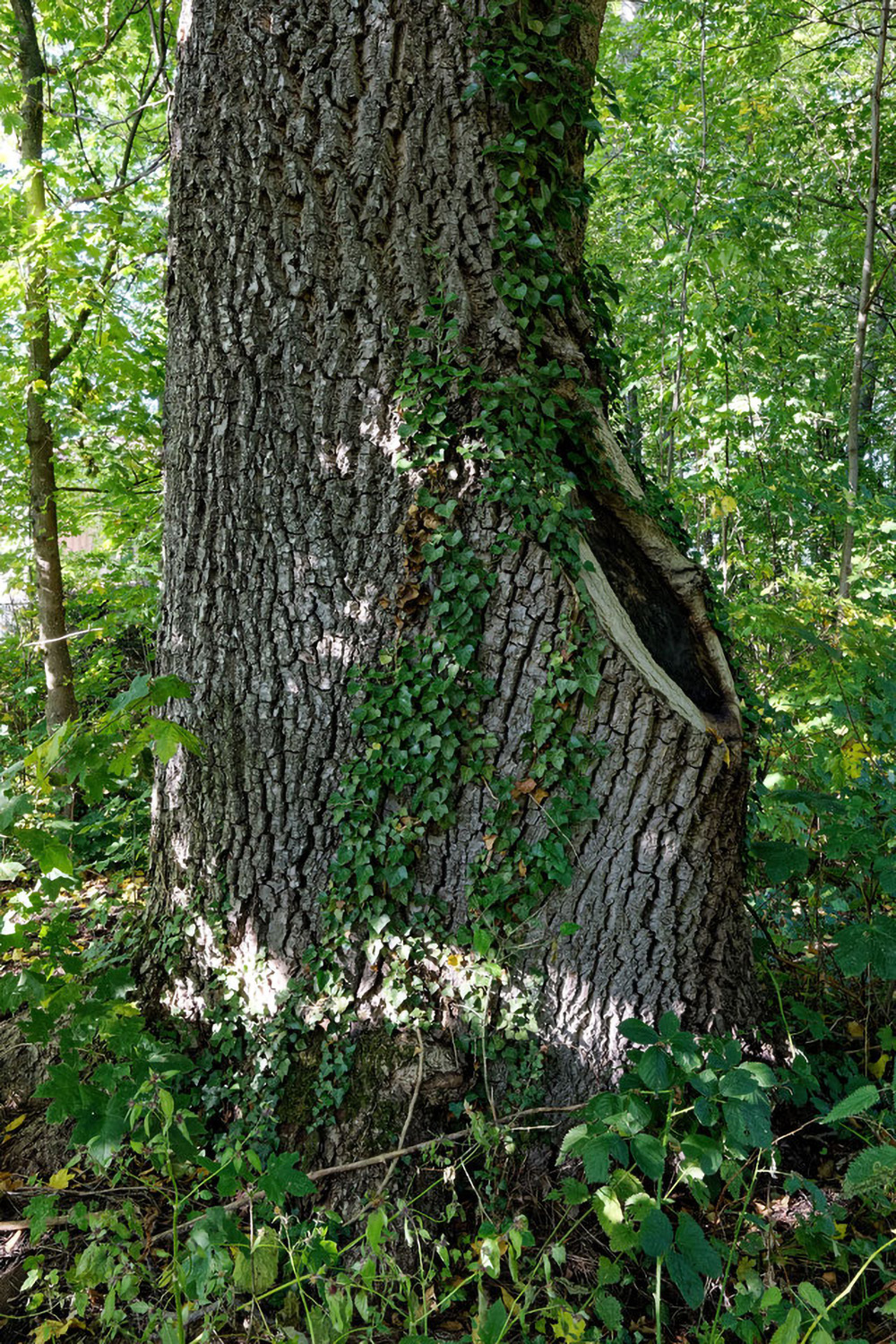 Juglans nigra - Castell, Schlosspark - 2021