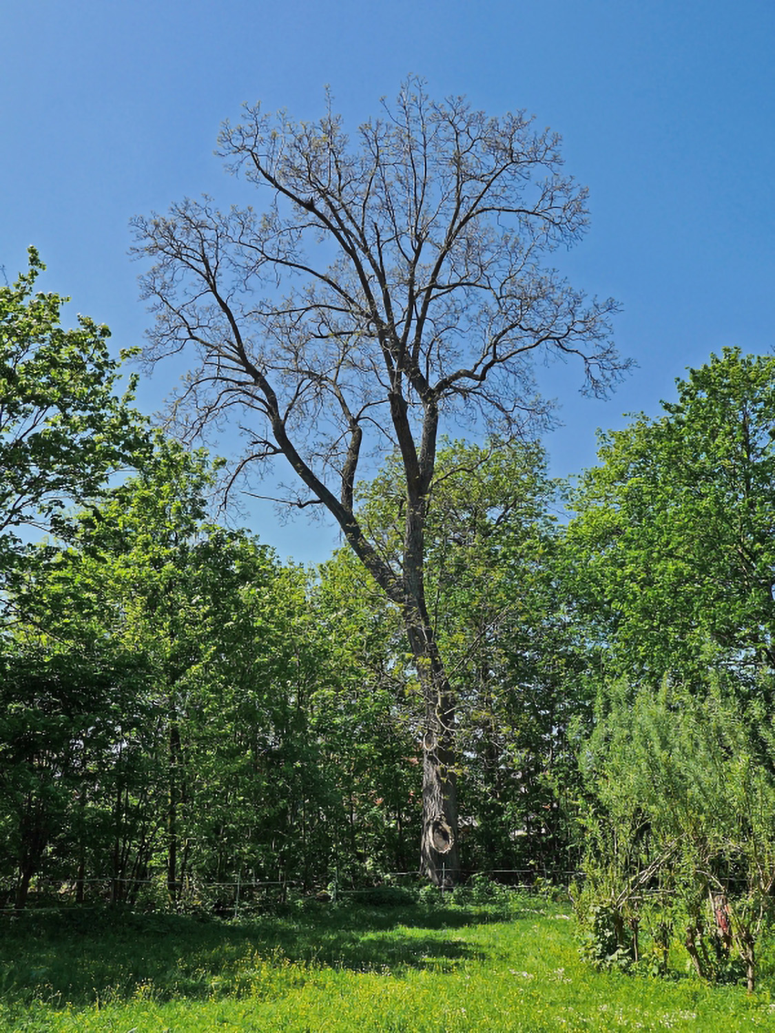 Juglans nigra - Castell, Schlosspark - Mai 2016