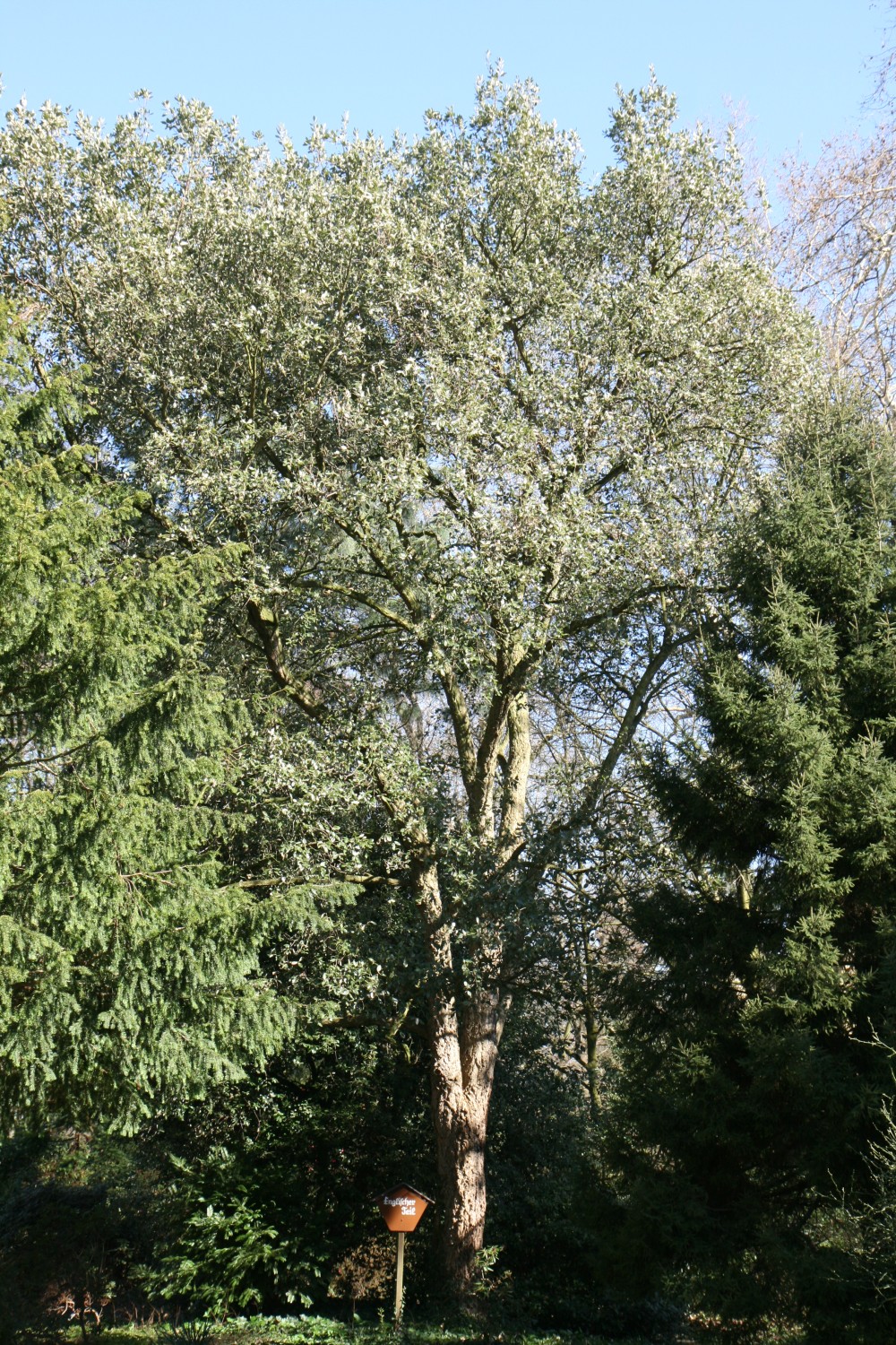 Quercus suber - Mönchengladbach - 2019