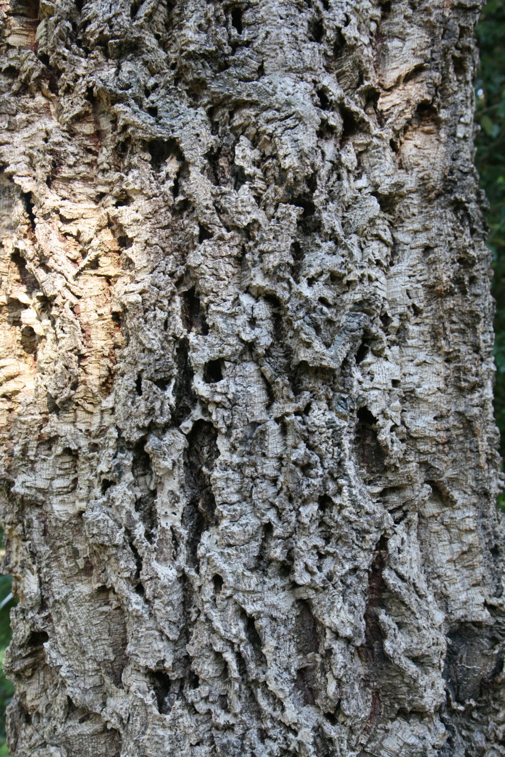 Quercus suber - Mönchengladbach - 2019