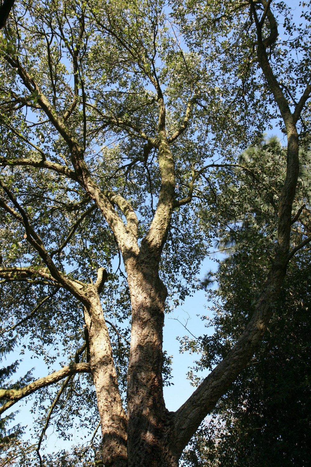Quercus suber - Mönchengladbach - 2019