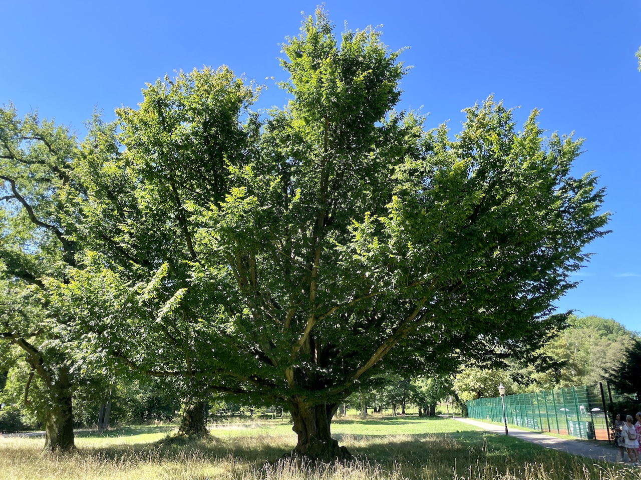 Carpinus betulus - Bad Homburg - August 2024