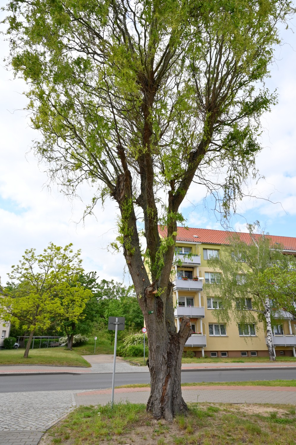 Salix matsudana 'Tortuosa' - Werder - 2022