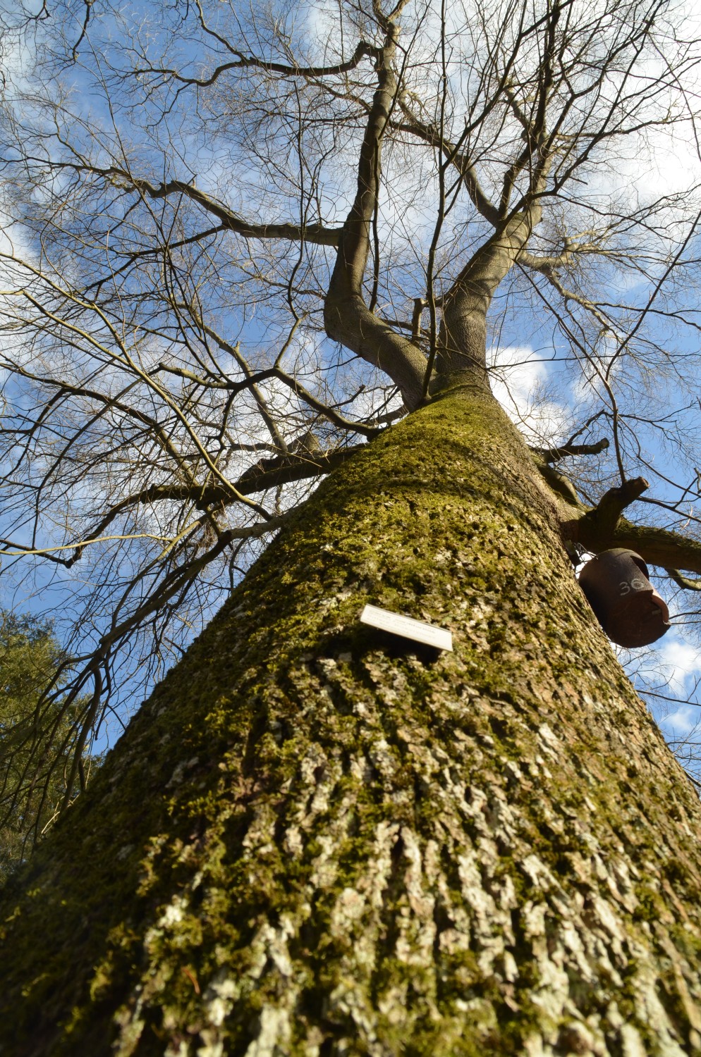 Carya cordiformis - Stuttgart-Hohenheim - 2021