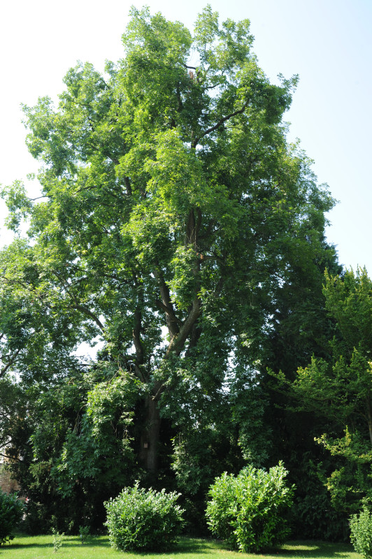 Carya ovata - Stuttgart Hohenheim - 2014