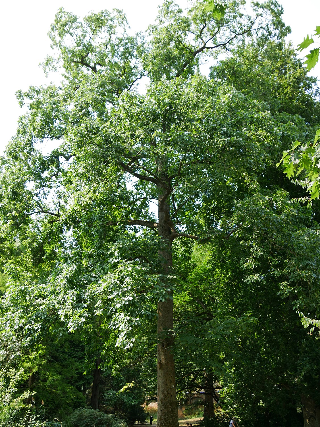 Carya ovata - Marburg - 2020