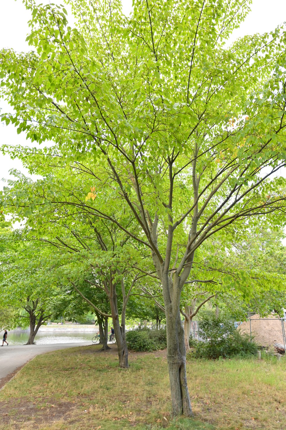 Acer davidii subsp. davidii - Berlin Kreuzberg - 2020