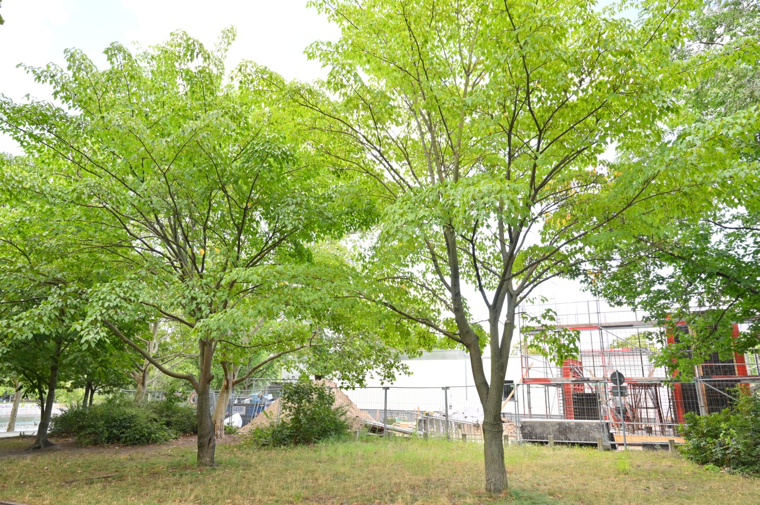 Acer davidii subsp. davidii - Berlin Kreuzberg - 2020
