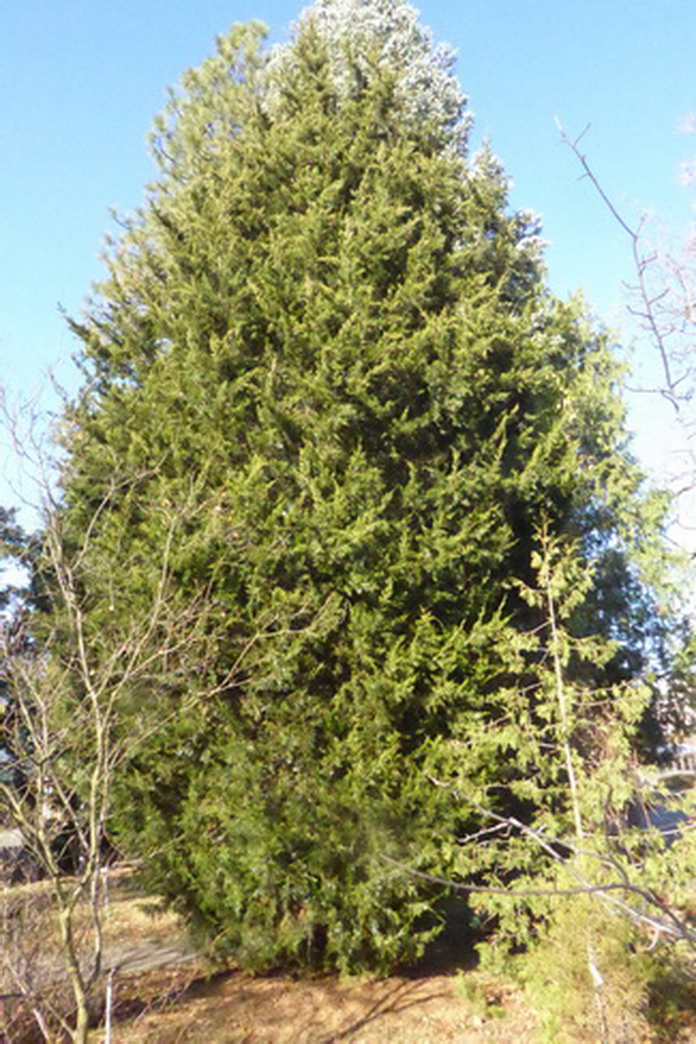 Juniperus virginiana 'Canaertii' - Dresden Botanischer Garten - November 2021