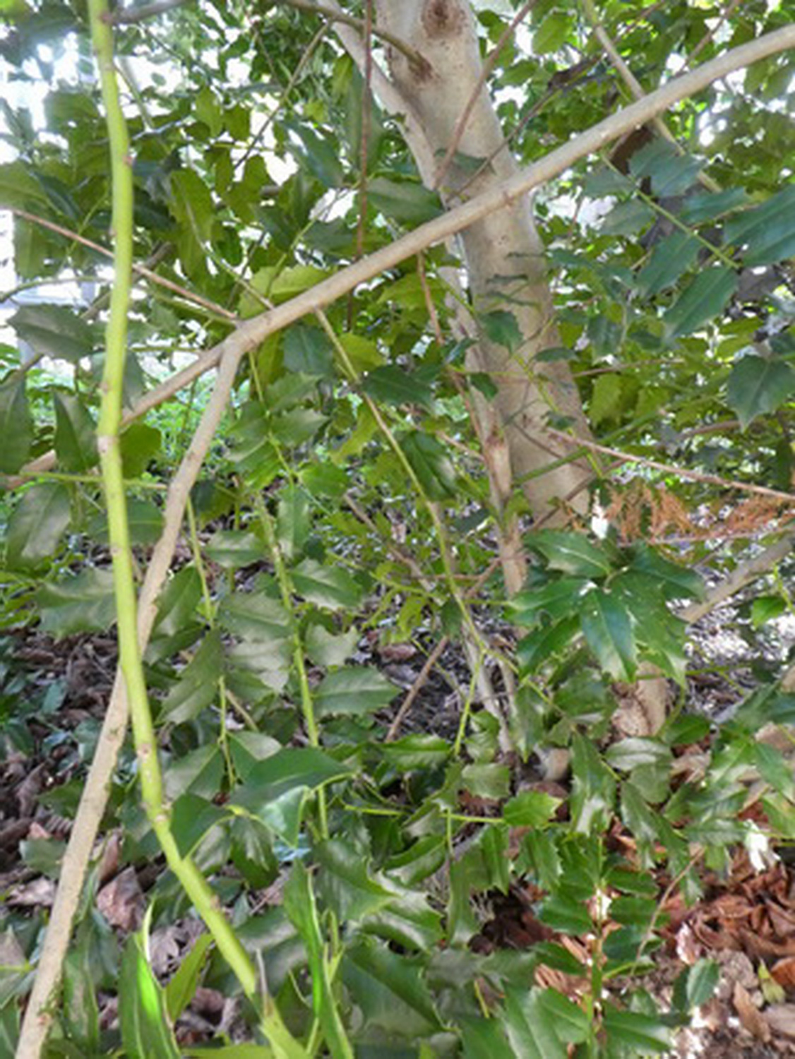 Ilex colchica - Dresden Botanischer Garten - April 2018