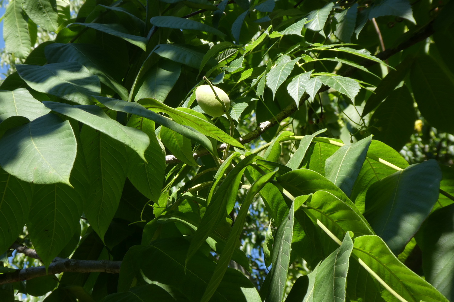 Juglans cathayensis - Dresden Botanischer Garten - Juli 2018
